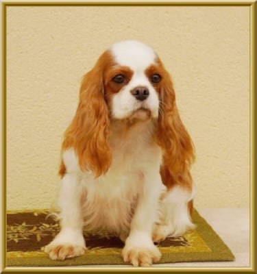 Étalon Cavalier King Charles Spaniel - Scala De la geode