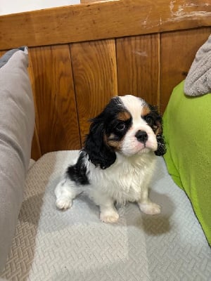 Étalon Cavalier King Charles Spaniel - Vitamine Des Cascades De Jade
