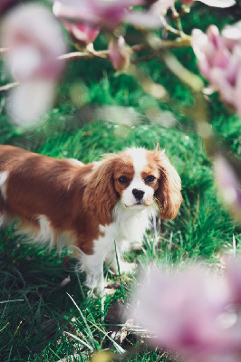 Étalon Cavalier King Charles Spaniel - Van de kamp du Domaine des Airaudes