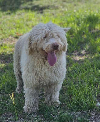 Étalon Chien d'eau espagnol - Amor de j.macelia