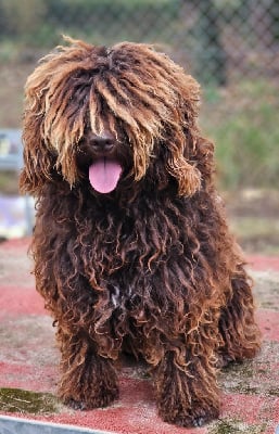 Étalon Chien d'eau espagnol - Ulima The Sourannya