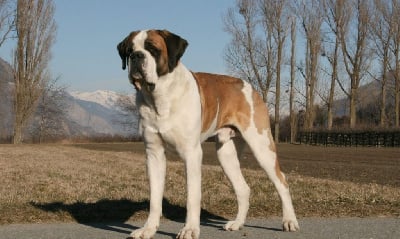 Zeus du Grand Saint Bernard