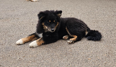Étalon Chien finnois de Laponie - Vador dit voldemort (Sans Affixe)