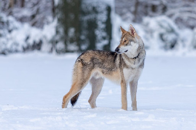 Étalon Chien-loup de Saarloos - Verdandi's destiny garm Des Terres Du Valhalla