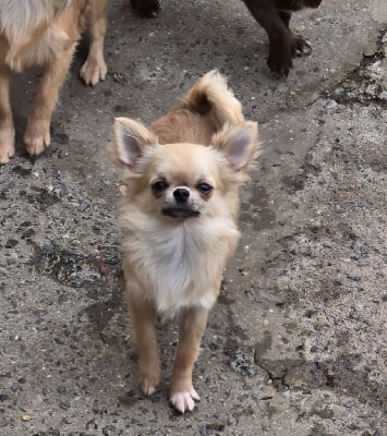 Étalon Chihuahua - Xinna djoy My Fair Chi