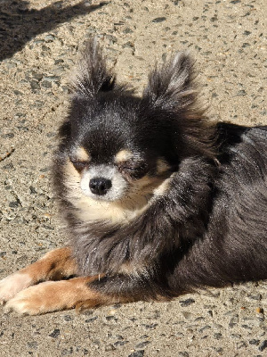 Étalon Chihuahua - Waka love My Fair Chi