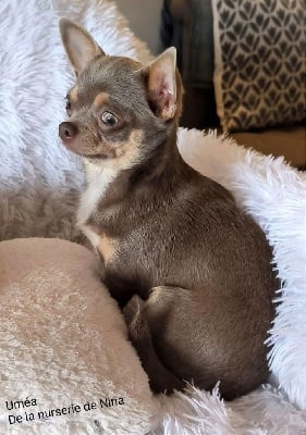 Étalon Chihuahua - Umea De La Nurserie De Nina