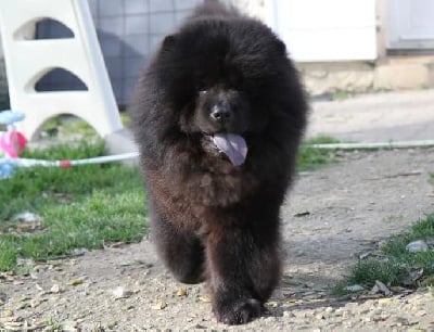 Étalon Chow Chow - CH. its my love Koh-i-noor
