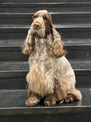 TR. CH. Prince of persia du Domaine de Kérarzic Vilin