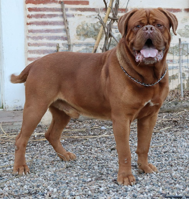 Étalon Dogue de Bordeaux - R'titan de l'Empire des Ch'tis