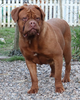 Étalon Dogue de Bordeaux - The miss lady pink de l'Empire des Ch'tis