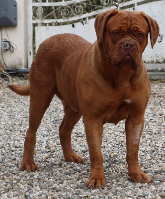 Étalon Dogue de Bordeaux - Tendra de la licorne noire