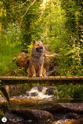 Étalon Eurasier - Trompette De La Source Des Rochettes