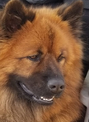 Étalon Eurasier - Ourya Des crinières de feu