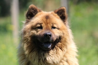 Étalon Eurasier - Orkane de l'odysee des muses
