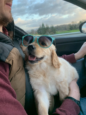 Étalon Golden Retriever - V?hope de la Gabrière