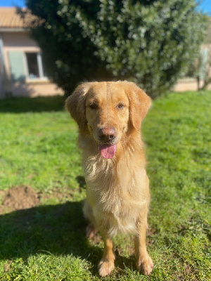 Étalon Golden Retriever - Sunshine (Sans Affixe)