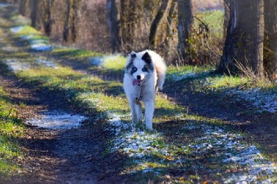 Étalon Laika de iakoutie - The Brotherhood Of Shadow Upea yliana
