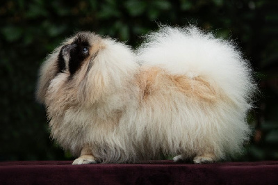 Étalon Pekinois - Ugor dream D'Efema