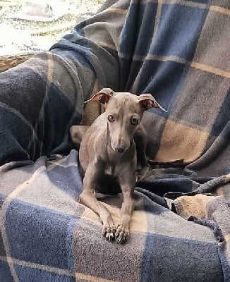 Étalon Petit Levrier Italien - Ulu berlue (Sans Affixe)