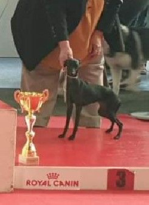 Étalon Petit Levrier Italien - Top model italienne De La Ribière Des Brumes