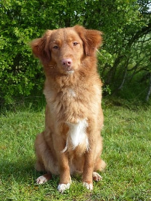 Étalon Retriever de la Nouvelle-Ecosse - Duckinson Shadow queen dit sally