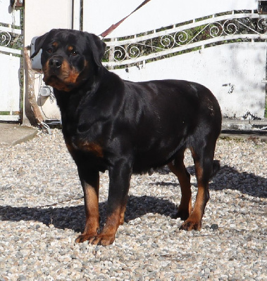 Étalon Rottweiler - Skarlet de la licorne noire