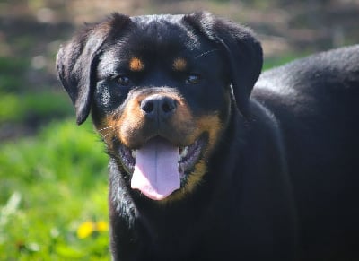Étalon Rottweiler - Vegas House Of Warrior