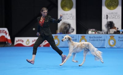 Étalon Saluki - CH. Sahbib Al Saïf Majal