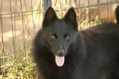 Étalon Schipperke - Topissime du Domaine de Vauroux