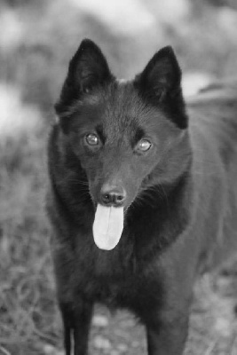 Étalon Schipperke - Seraphine du Domaine de Vauroux