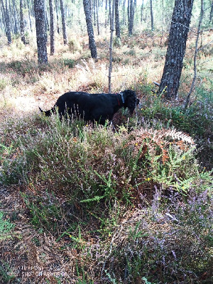 Étalon Setter Gordon - CH. Tai Du Domaine De Dalie
