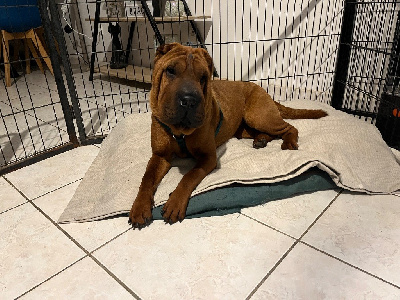 Étalon Shar Pei - Ulla De L'Esprit De Buchido
