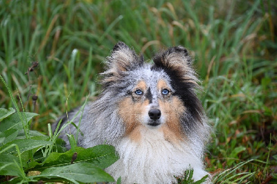 Étalon Shetland Sheepdog - Noblesse blue de l'Angelarde