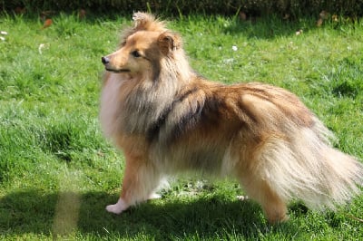 Étalon Shetland Sheepdog - Tennessee de la vallée du mainland