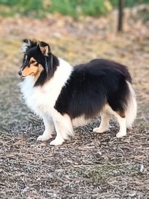Étalon Shetland Sheepdog - Tina moor pipperprle Du Val Pontois