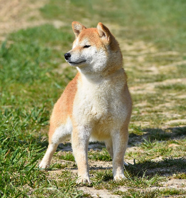 Étalon Shiba - Uisuki De La Folle Emprise