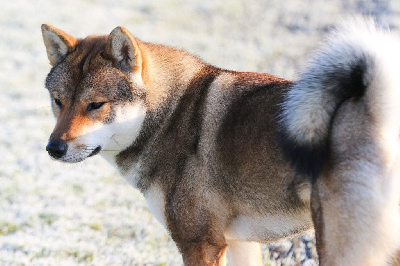 Étalon Shikoku - Tensei no himeno go fukuyama shidahara