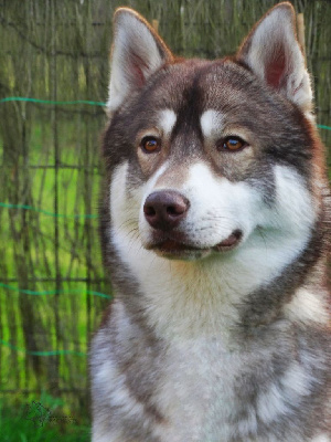 Étalon Siberian Husky - Ulk Des Chants Nordiques