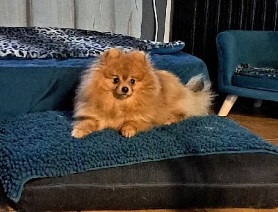 Étalon Spitz allemand - Un prince Of Lovely Blueberries