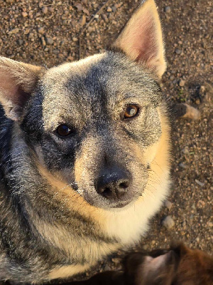 Étalon Spitz des Visigoths - Update send on love de l'Ame des Loups
