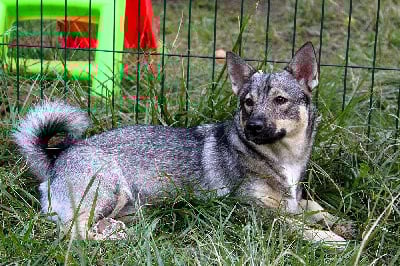 Étalon Spitz des Visigoths - Uline du serment des brumes