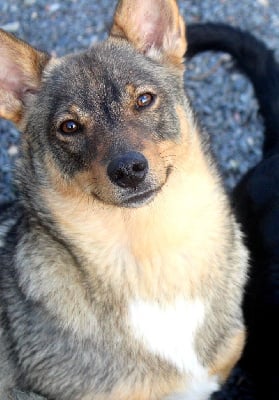 Étalon Spitz des Visigoths - Ugaki Du Domaine Des Malices