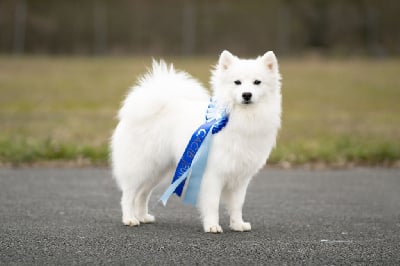 Étalon Spitz japonais - Usagi Of Shiroi Hanamachi