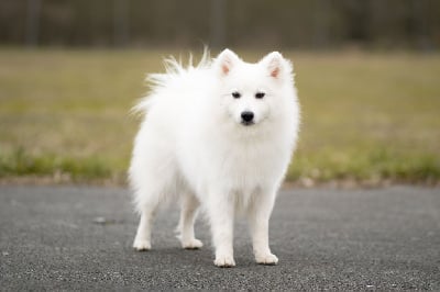 Étalon Spitz japonais - Ubbe av elgberget