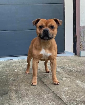 Étalon Staffordshire Bull Terrier - Spiroux Of Infinity Dream’s Empire