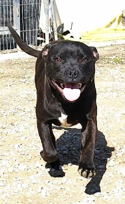 Étalon Staffordshire Bull Terrier - Everybody's Got Uligan