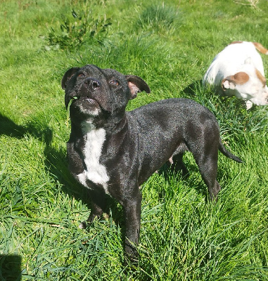 Étalon Staffordshire Bull Terrier - Everybody's Got Tatu