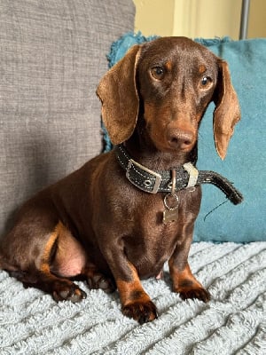 Étalon Teckel poil ras - Utah Du Clos De La Noisette Enchantée