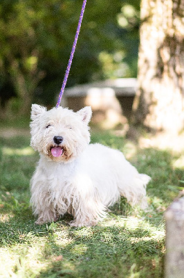 Étalon West Highland White Terrier - U2 Les Gardiens D'attila
